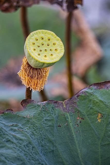 Lotus Graine De Pod Plante Photo Gratuite Sur Pixabay Pixabay