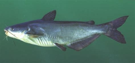 10 Facts about Blue Catfish - Fact File