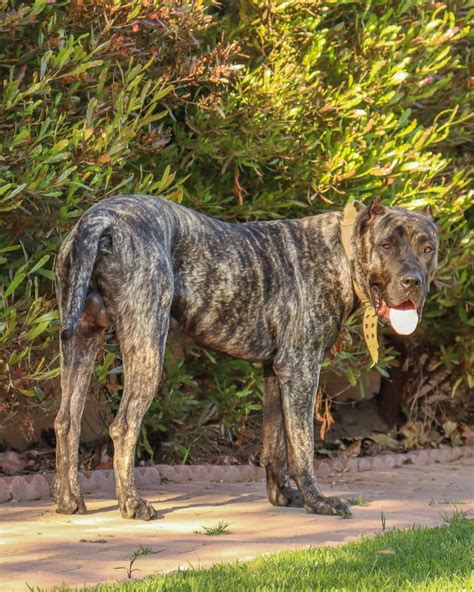 Meet Ludo: Our Impressive Reverse Brindle Presa Canario Male