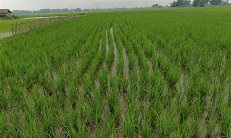 Maximising Kharif Crop Yields: The Role of Crop Protection & Nutrition ...