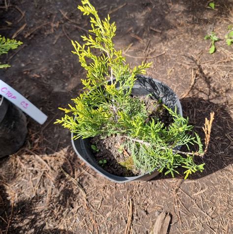 Можжевельник средний Голд стар | Juniperus pfitzeriana Gold star 20-30 ...