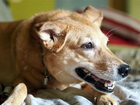 √完了しました！ 犬 食欲がない 寝てばかり 227384 犬 食欲がない 寝てばかり