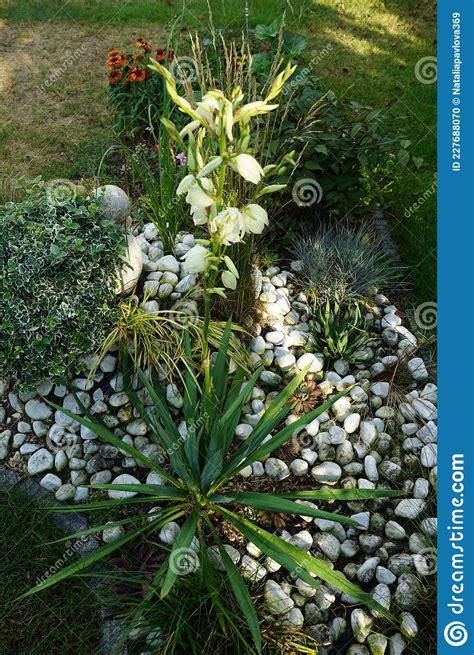 Yucca Blooming With White Flowers In July Yucca Is A Genus Of