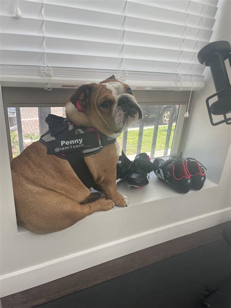 Overly Excited Dog Transcript Of Episode 268: Training Thresholds: A