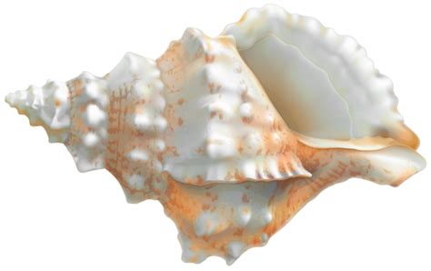 Seashell Png