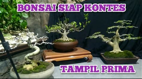 BONSAI SIAP KONTES CEK HARGA BONSAI DI ALAM BONSAI JEMBER 62 813