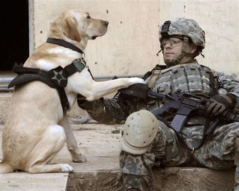 Labrador Retriever Life As An Army Dog Military Dogs Military