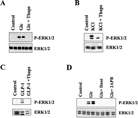 Activation Of ERK1 2 By Glucose Requires Release Of Intracellular