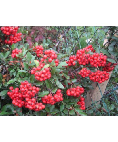 Ognik Szkar Atny Orange Glow Pyracantha Coccinea Sadzonki W