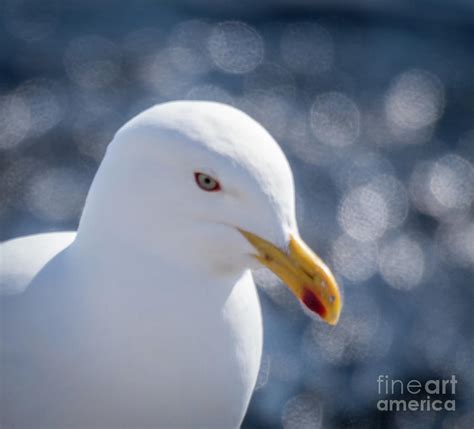 Kelp Gull Antarctica Photograph By Philippe Tulula And Julie Alexander