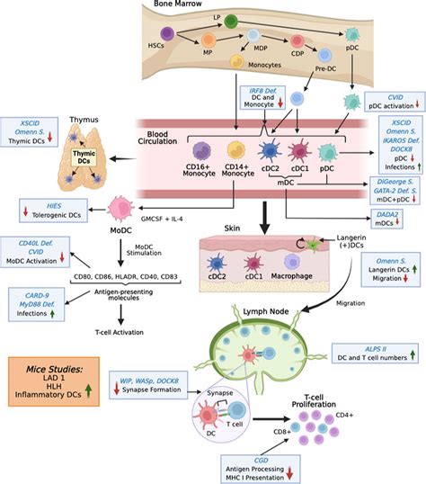 Frontiers Dendritic Cells In Inborn Errors Of Immunity