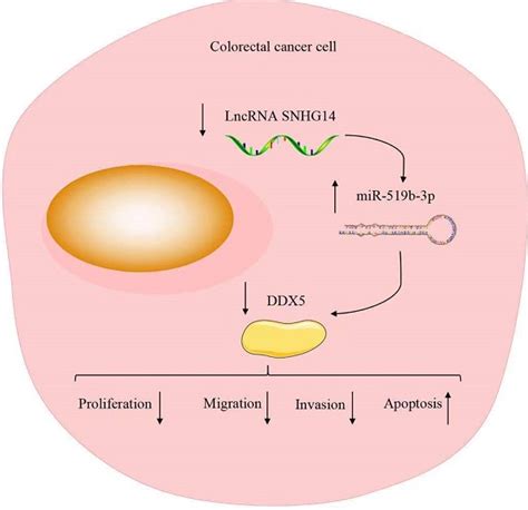 LncRNA SNHG14 Promotes Cell Proliferation And Invasion In Colorectal