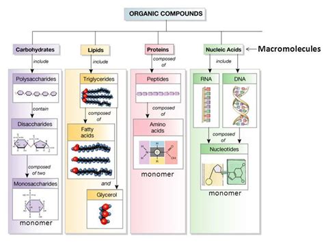 Science Rendezvous » Candy DNA: Exploring Biological Macromolecules