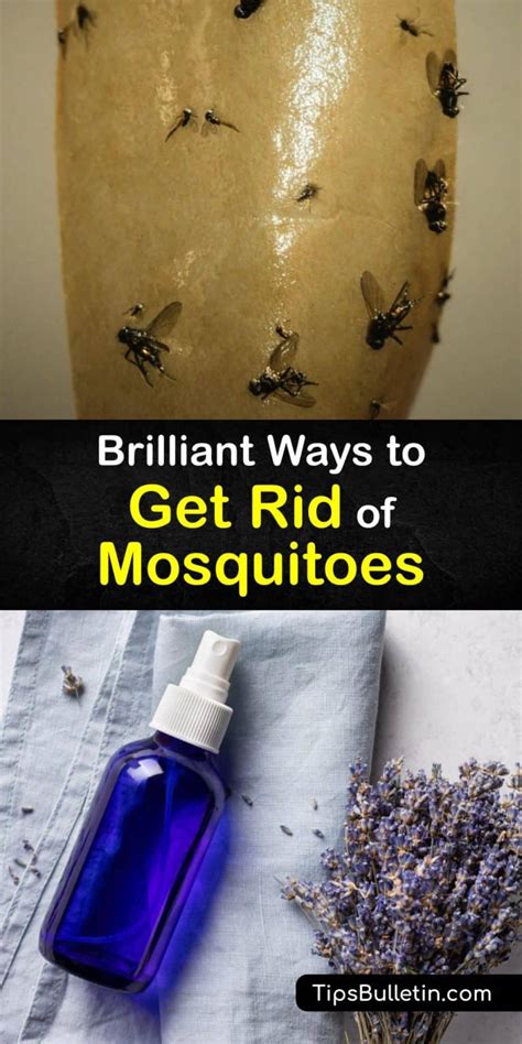 Deshacerse de los mosquitos Consejos rápidos para matar mosquitos