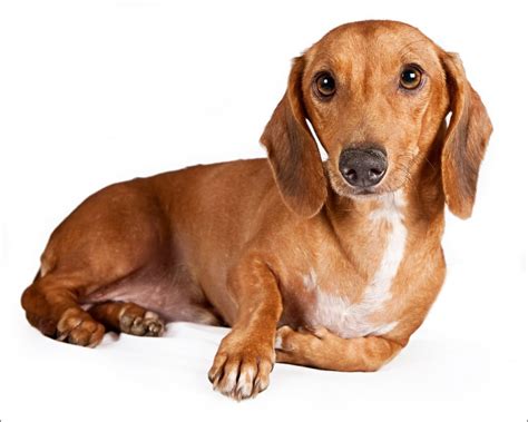 🔥 Free Download Dachshund Dog Portrait Photo And Wallpaper Beautiful By