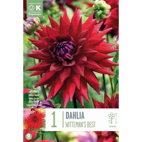 Kapiteyn Dahlia Wittemans Best Coolings Garden Centre