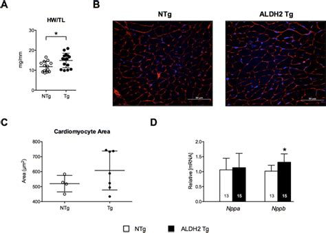 Cardiac Specific Overexpression Of Aldehyde Dehydrogenase 2 Exacerbates