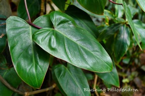 How To Grow This Climbing Houseplant Nature S Gateway