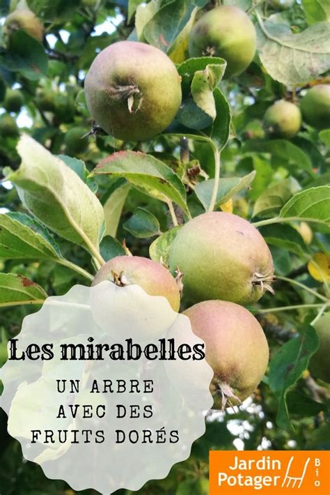 Les Mirabelles Quand Tailler Le Mirabelliers Mirabelle La