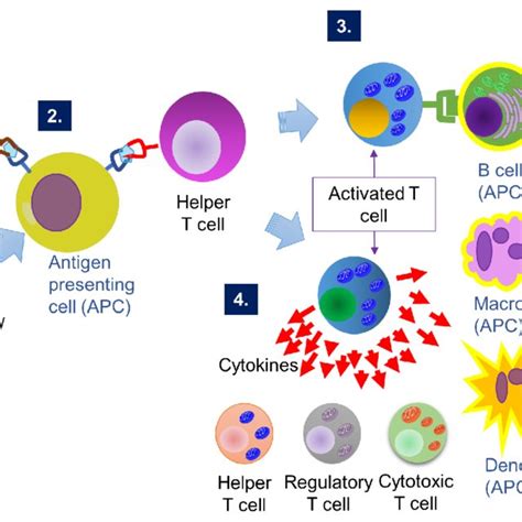 Humoral And Cell Mediated Immune Response To Antigen Stimulation 1 Download Scientific