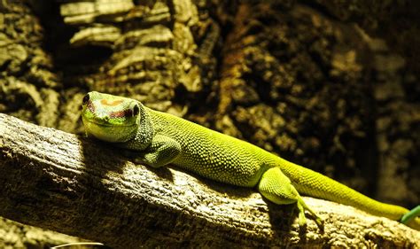 Eidechse Foto & Bild | tiere, wildlife, amphibien & reptilien Bilder ...