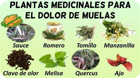 3 Plantas Medicinales Para El Dolor De Cabeza Plantă Blog