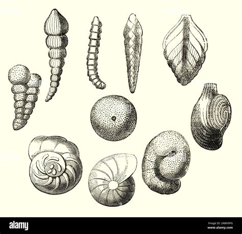 Mollusca Shell Diagram