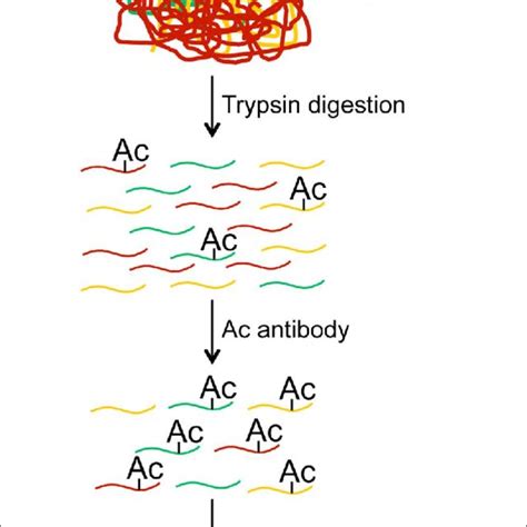 | Overview of histone and non-histone protein acetylation events that ...