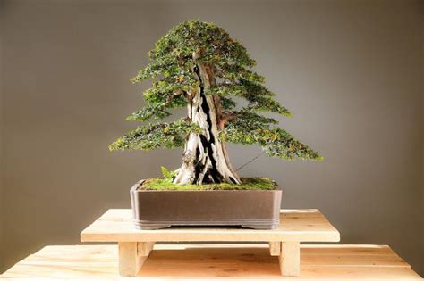 Zielona Góra Wystawa drzewek Bonsai w Ogrodzie Botanicznym Zielona