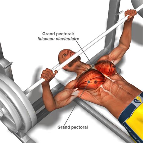 Musculation Interieur Pectoraux