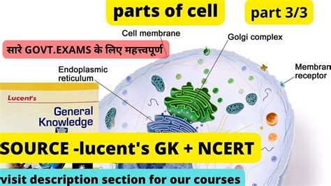 L Cell And Its Types Biology Lucent S Ncert Uppcs Bpsc