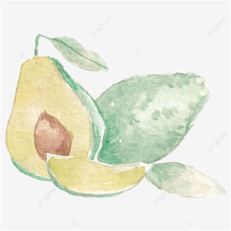 Avocado Watercolor Illustration Fruit Food Avocado Png Transparent