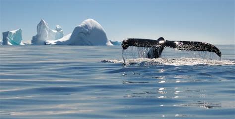 Endotherm animals – Notícias, Pesquisa e Análise – The Conversation ...