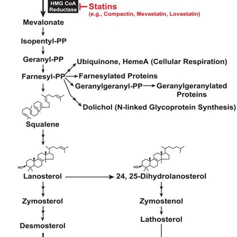 Domain structure of HMG CoA reductase. (A) As discussed in the text ...