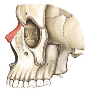 Носовая кость – Easy Anatomy 3D