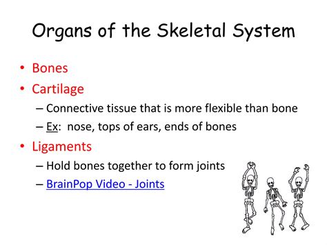 Human Body Systems Ppt