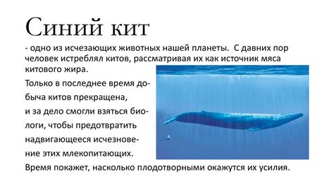 Синий кит - online presentation