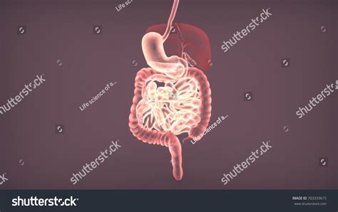 3d Illustration Human Body Digestive System Stock Illustration 703333615