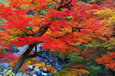 暖かい色と雰囲気に包まれる！埼玉県随一の紅葉スポット中津峡の魅力 Retrip リトリップ