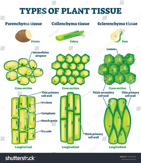 319 Collenchyma tissue Images, Stock Photos & Vectors | Shutterstock