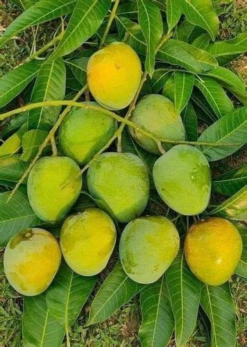 Himsagar Mango At Rs Kg Malda Id