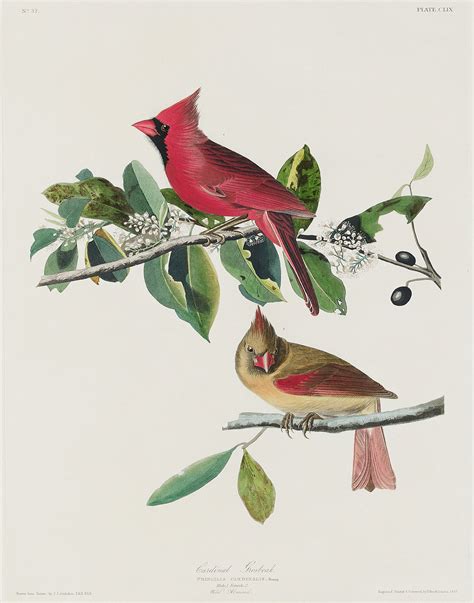 John James Audubon Most Famous Paintings – View Painting