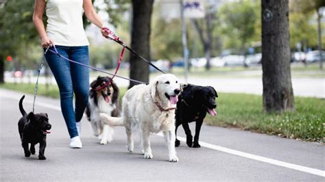 Cómo elegir al paseador de perros más indicado para tu mascota