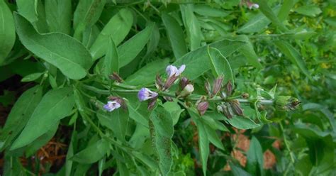 Backyard Patch Herbal Blog Herb Of The Week Cooking With Herbs