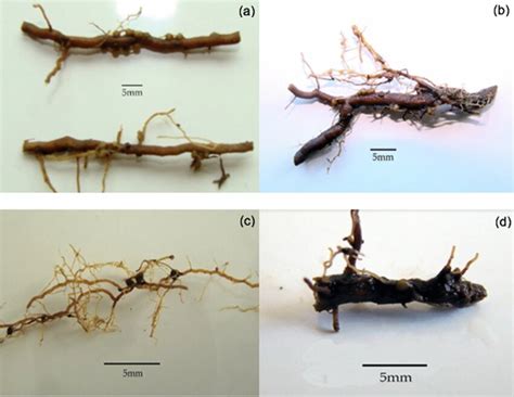 C. fissifolia haustoria attached to roots of hosts from different plant ...