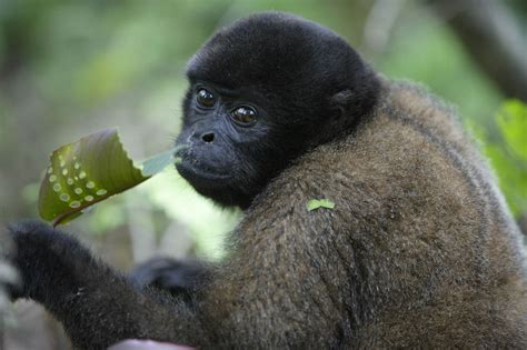 Black Spider Monkey Diet Pictures on Animal Picture Society