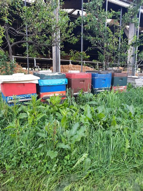 Bienen Und Imkerei Bienenvolk Bienenschwarm Kaufen Landwirt