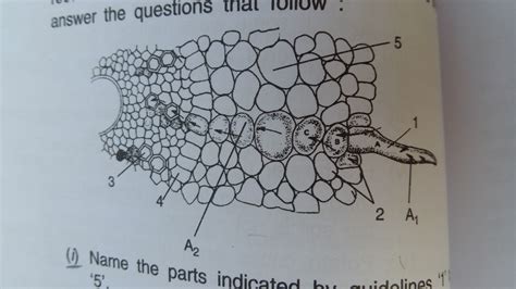 Top Parts Of A Root Hair Cell Whendannymetsally