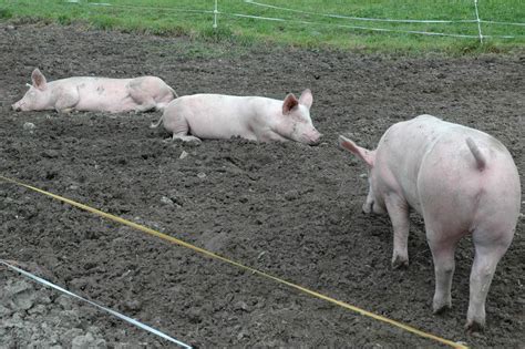 geotrekking de glückliche Schweine