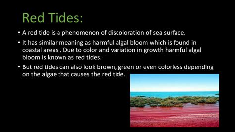 Presentation on Algal Bloom - PowerPoint Slides - LearnPick India